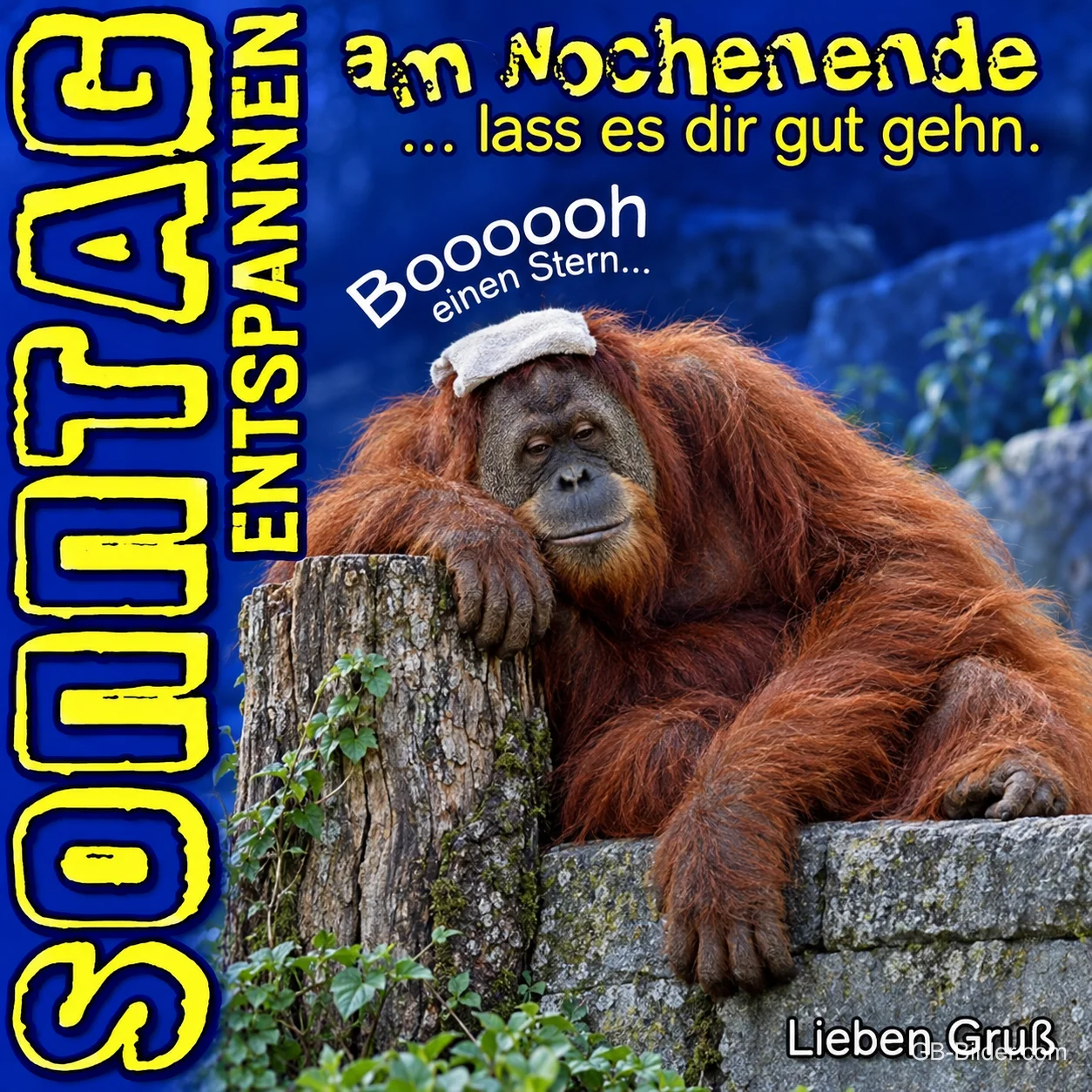 Erschöpfter Orang-Utan mit Waschlappen auf dem Kopf, Text: Sonntag entspannen, lass es dir gut gehn. Lieben Gruß
