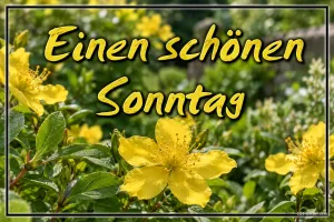 Gelbe Blüten im Garten, Text: Einen schönen Sonntag