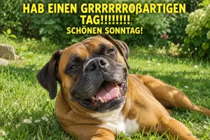 Lachender Boxer im Gras, lustiger Text: Hab einen grrrrroßartigen Tag! Schönen Sonntag!
