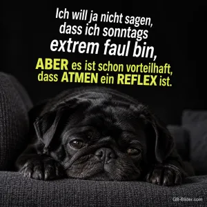 Müder schwarzer Mops auf dem Sofa, lustiger Spruch über den faulen Sonntag