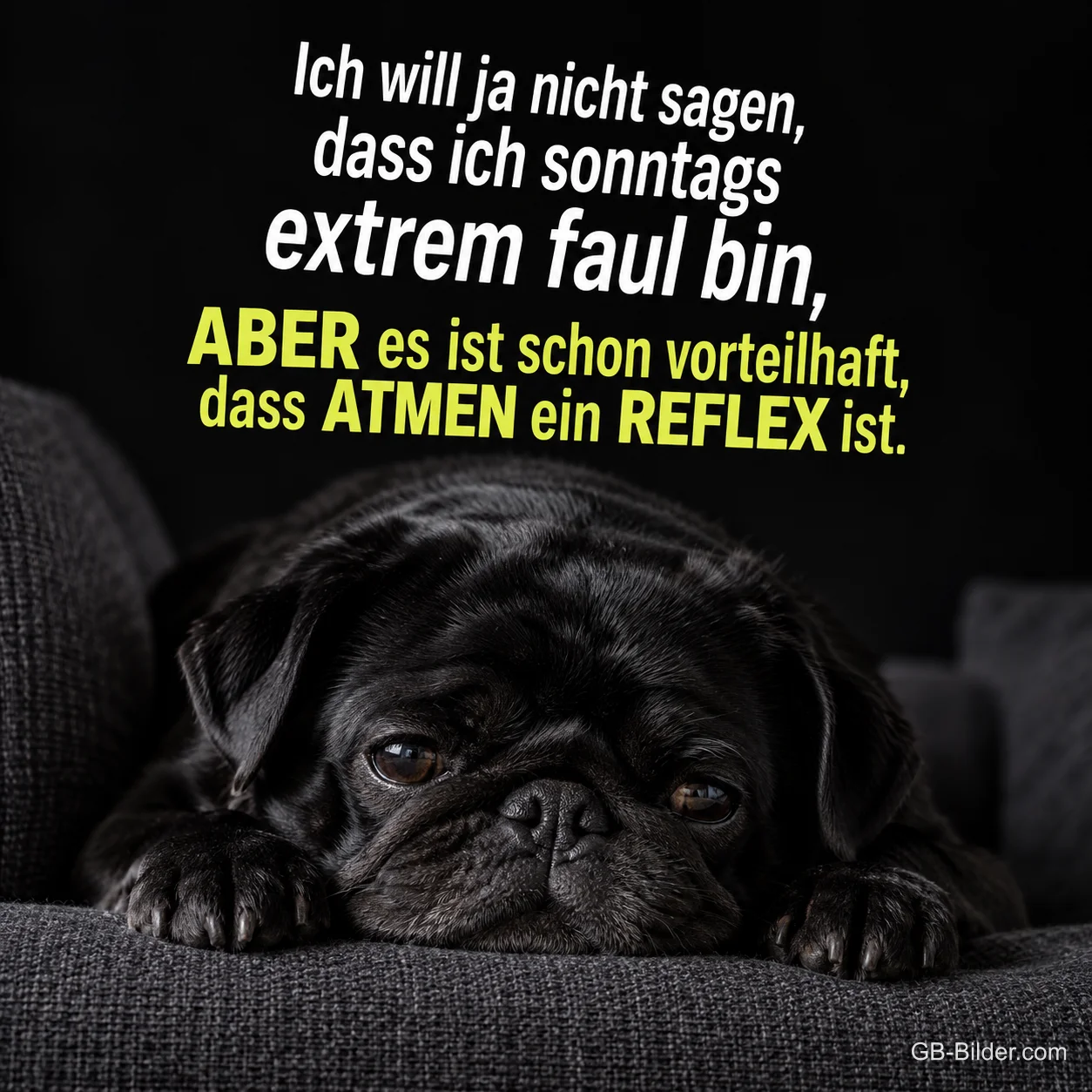 Müder schwarzer Mops auf dem Sofa, lustiger Spruch über den faulen Sonntag
