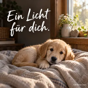 Welpe auf einer Decke, Text: Ein Licht für dich