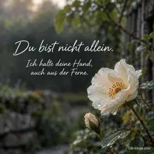 Weiße Wildrose mit Tautropfen, Text: Du bist nicht allein