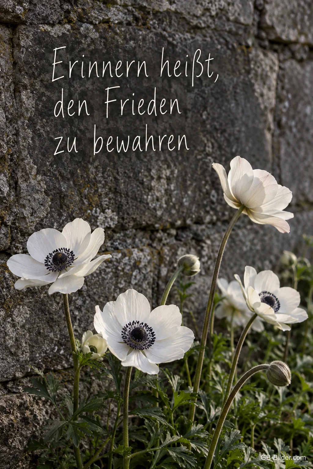 Weiße Anemonen blühen vor einer verwitterten Steinmauer, Text: Erinnern heißt, den Frieden zu bewahren