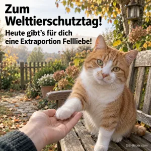 Katze gibt Pfote, lustiger Text, Text: Zum Welttierschutztag