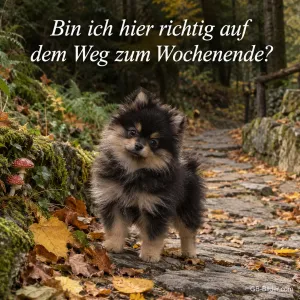 Welpe auf dem Herbstweg, Text: Bin ich hier richtig auf dem Weg zum Wochenende