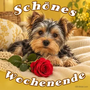 Yorkshire-Terrier mit Rose, Text: Schönes Wochenende