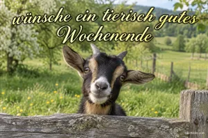 Ziege schaut über einen Holzzaun auf einer Wiese, Text: wünsche ein tierisch gutes Wochenende