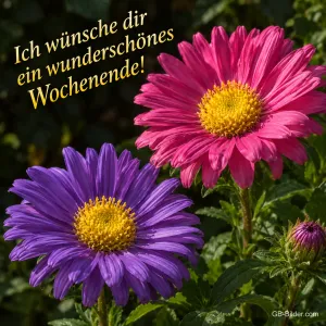 Pinke und lila Astern im Abendlicht, Text: Ich wünsche dir ein wunderschönes Wochenende!