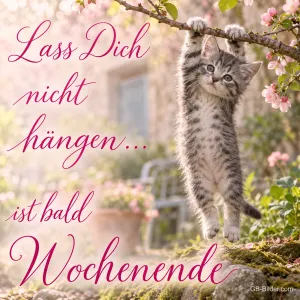 Getigertes Kätzchen hängt an einem blühenden Ast, Text: Lass Dich nicht hängen… ist bald Wochenende