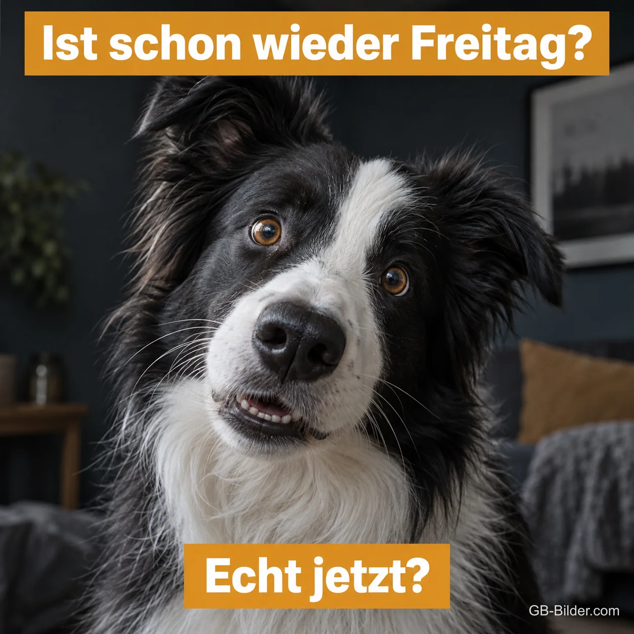 Ungläubiger Border Collie, Text: Ist schon wieder Freitag? Echt jetzt?