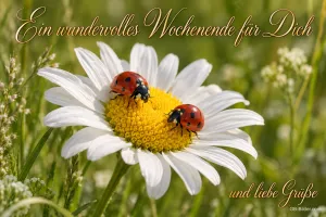 Marienkäfer auf einer Margerite, Text: Ein wundervolles Wochenende für Dich und liebe Grüße