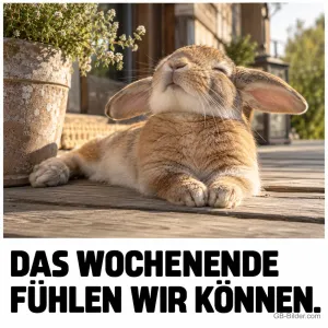 Kaninchen genießt die Sonne, Text: Das Wochenende fühlen wir können