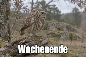 Steinkauz mit großen Augen, Text: Wochenende