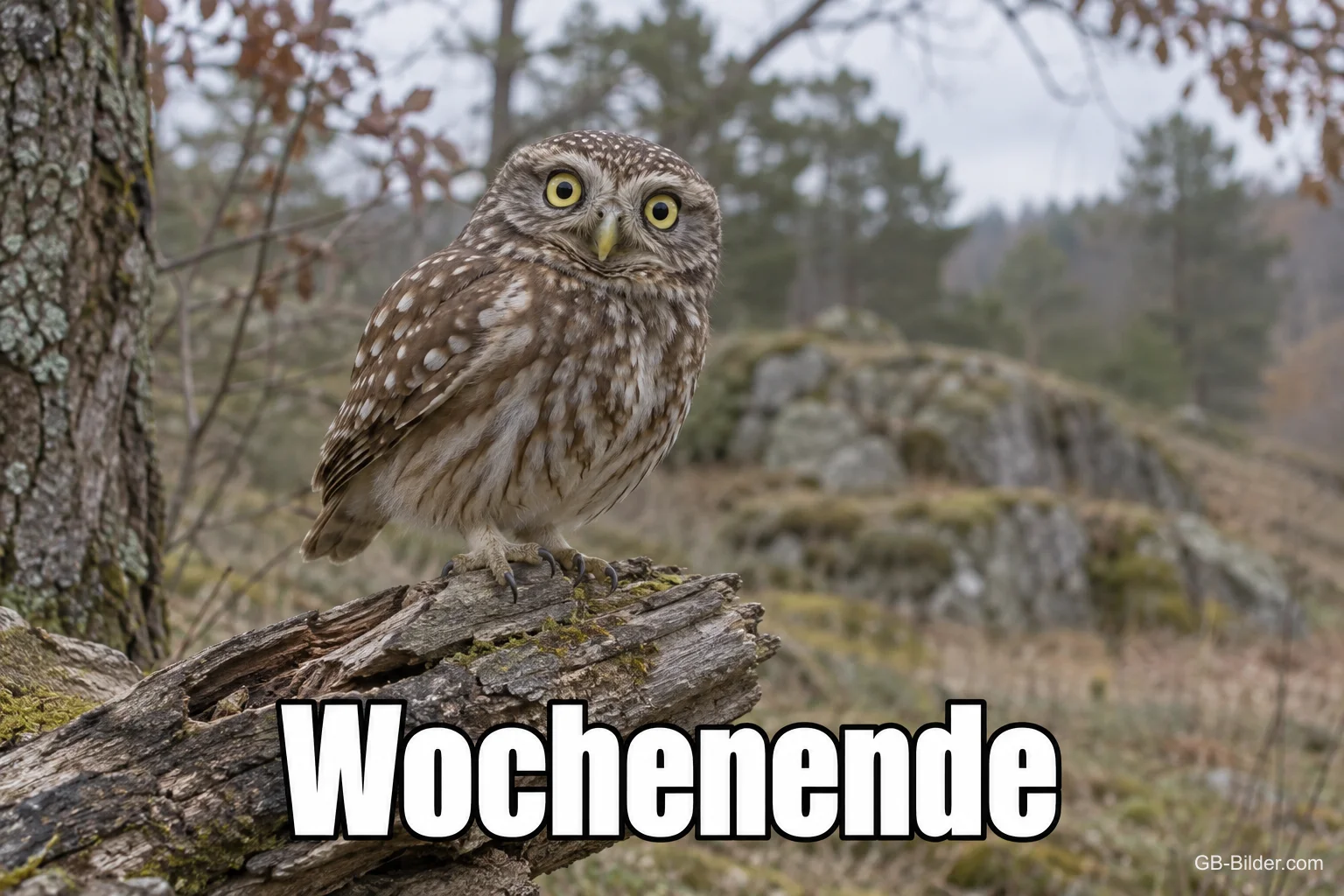 Steinkauz mit großen Augen, Text: Wochenende