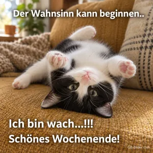 Kätzchen kopfüber auf dem Sofa, Text: Der Wahnsinn kann beginnen