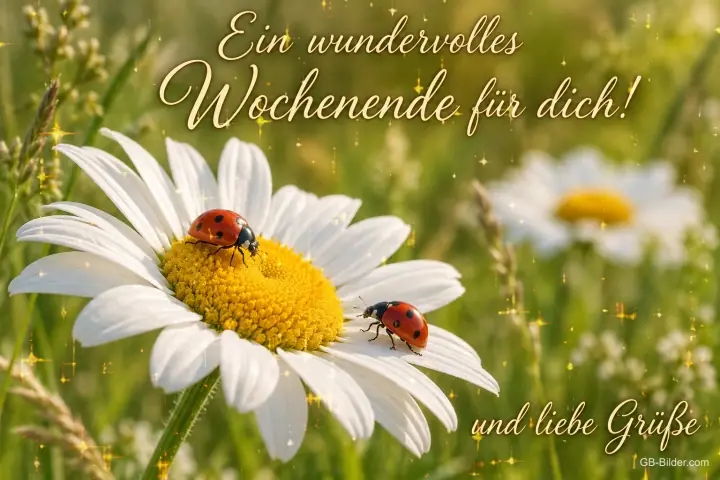 Zwei Marienkäfer auf einer Margerite, Text: Ein wundervolles Wochenende für dich! Und liebe Grüße