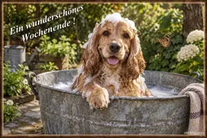Cockerspaniel mit Schaum auf dem Kopf in einer Zinkwanne, Text: Ein wunderschönes Wochenende!