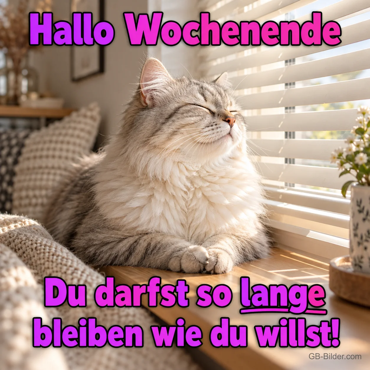 Katze in der Sonne, Text: Hallo Wochenende Katze in der Sonne, Text: Hallo Wochenende