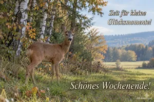 Reh am Waldrand, Text: Zeit für kleine Glücksmomente