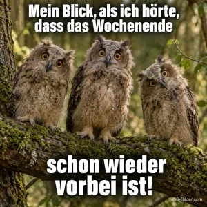 Erschrockene Uhus, lustiger Spruch, Text: Mein Blick, als ich hörte, dass das Wochenende schon wieder vorbei ist