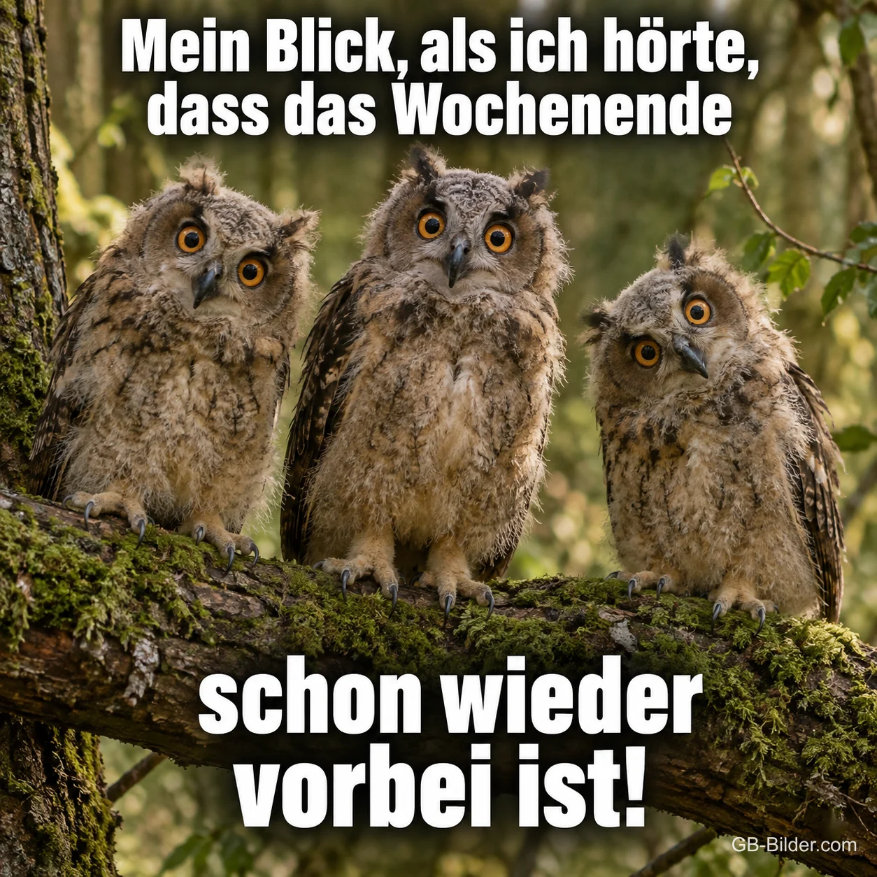 Erschrockene Uhus, lustiger Spruch, Text: Mein Blick, als ich hörte, dass das Wochenende schon wieder vorbei ist