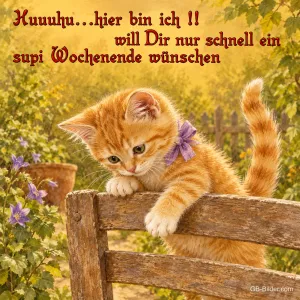 Kätzchen mit Schleife klettert über einen Zaun, Text: Huuuhu, hier bin ich! Will dir nur schnell ein supi Wochenende wünschen