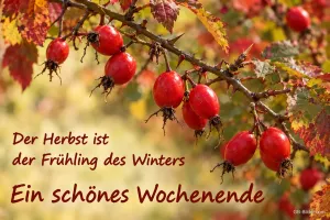 Hagebutten im Herbst, Text: Der Herbst ist der Frühling des Winters