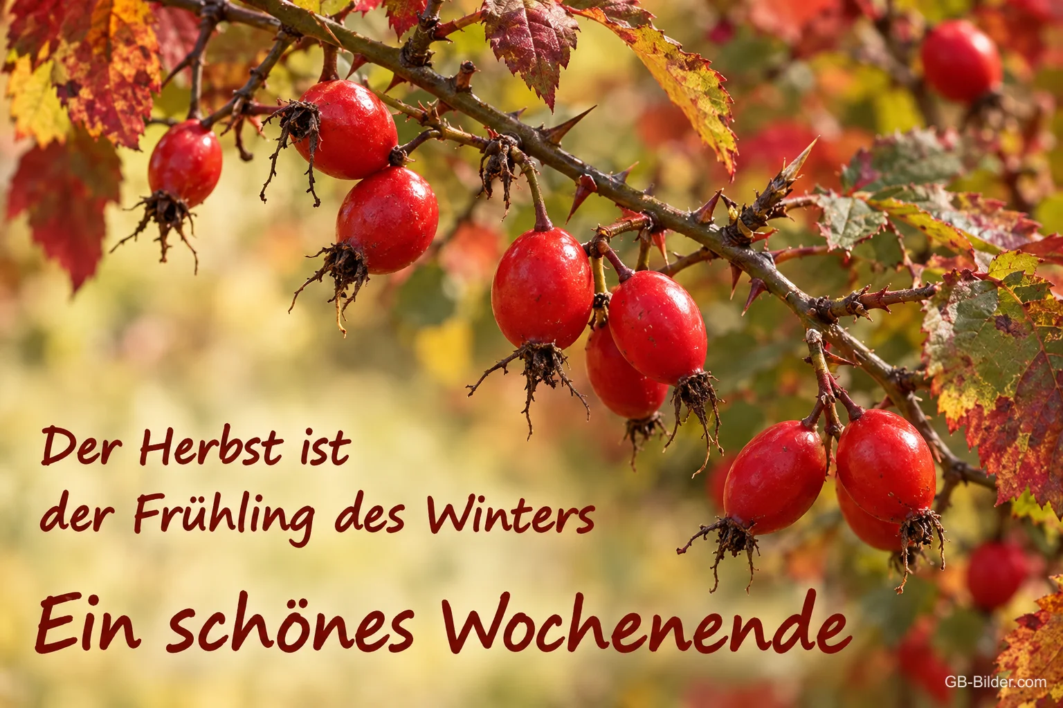 Hagebutten im Herbst, Text: Der Herbst ist der Frühling des Winters Hagebutten im Herbst, Text: Der Herbst ist der Frühling des Winters