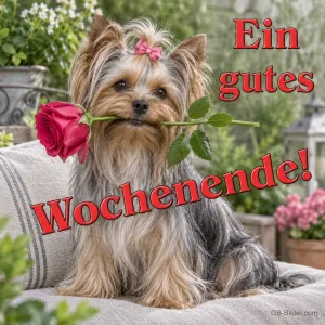 Yorkshire Terrier mit roter Rose, Text: Ein gutes Wochenende!