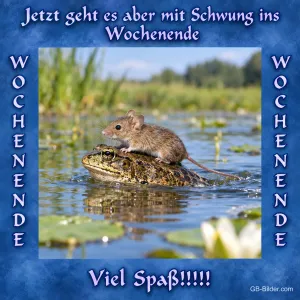 Maus reitet auf einer Kröte, Text: Jetzt geht es aber mit Schwung ins Wochenende – Viel Spaß!