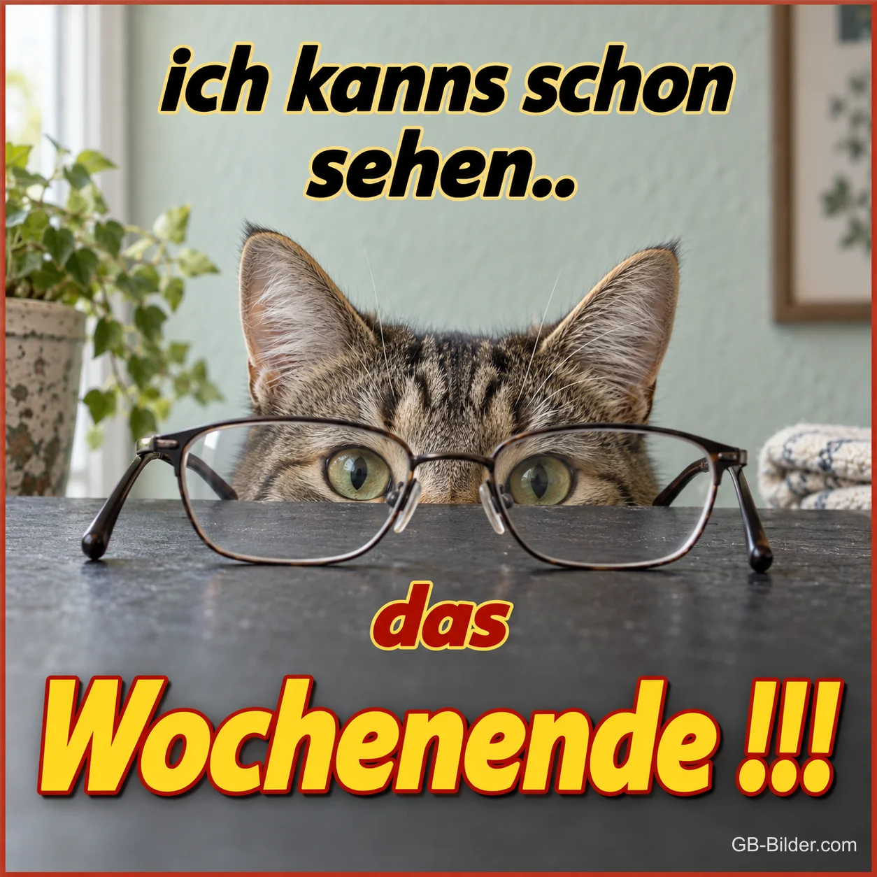 Katze mit Brille, lustiger Spruch, Text: ich kanns schon sehen