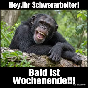 Lachender Schimpanse, lustiger Spruch, Text: Hey, ihr Schwerarbeiter