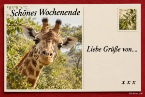 Postkarte mit Giraffe, Text: Schönes Wochenende – Liebe Grüße von