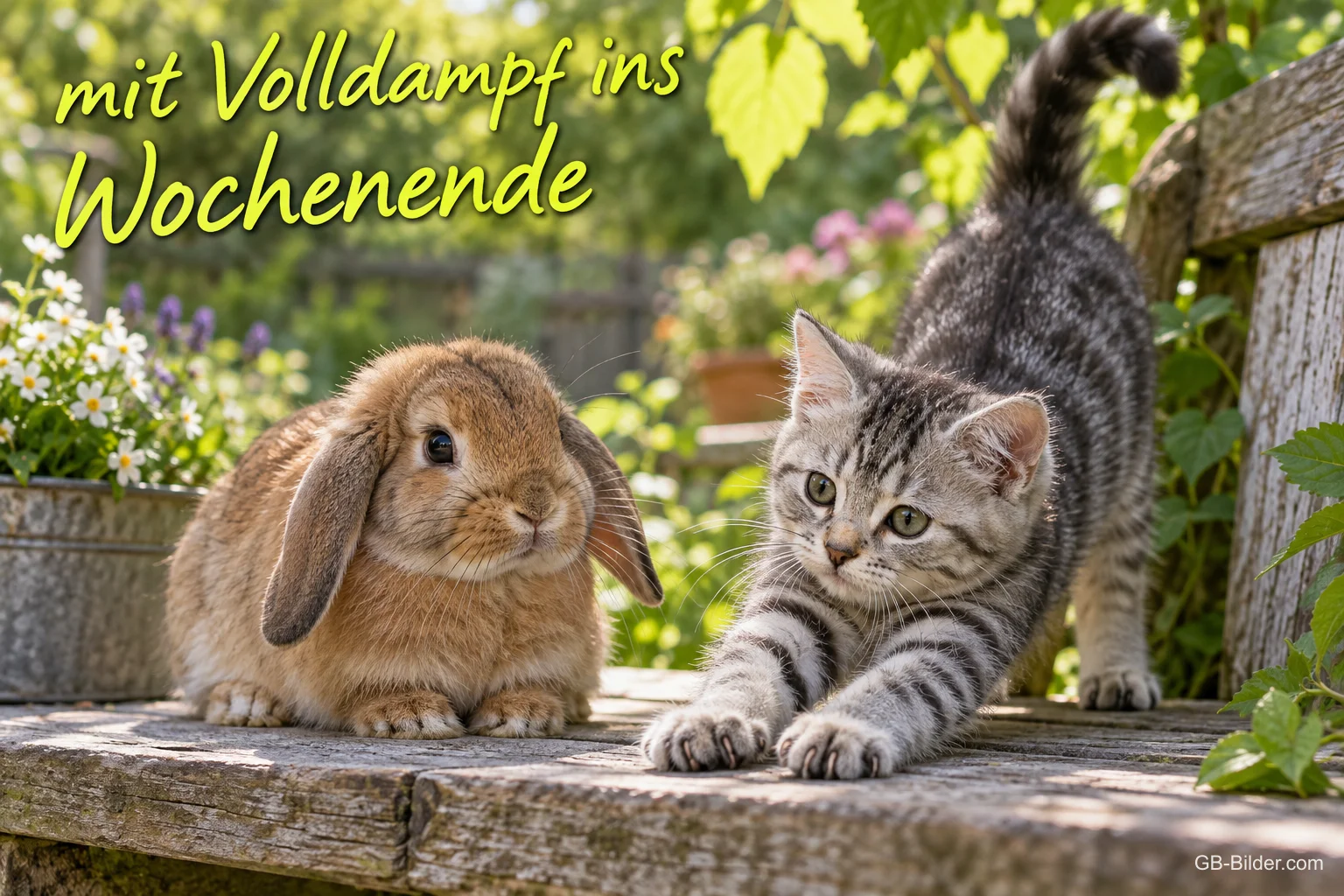Kaninchen und Kätzchen, Text: mit Volldampf ins Wochenende