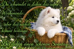 Samojedenwelpe im Korb, Text: Das nächste Wochenende kommt bestimmt, schönen Sonntag