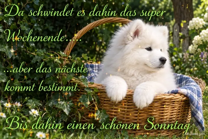 Samojedenwelpe im Korb, Text: Das nächste Wochenende kommt bestimmt, schönen Sonntag