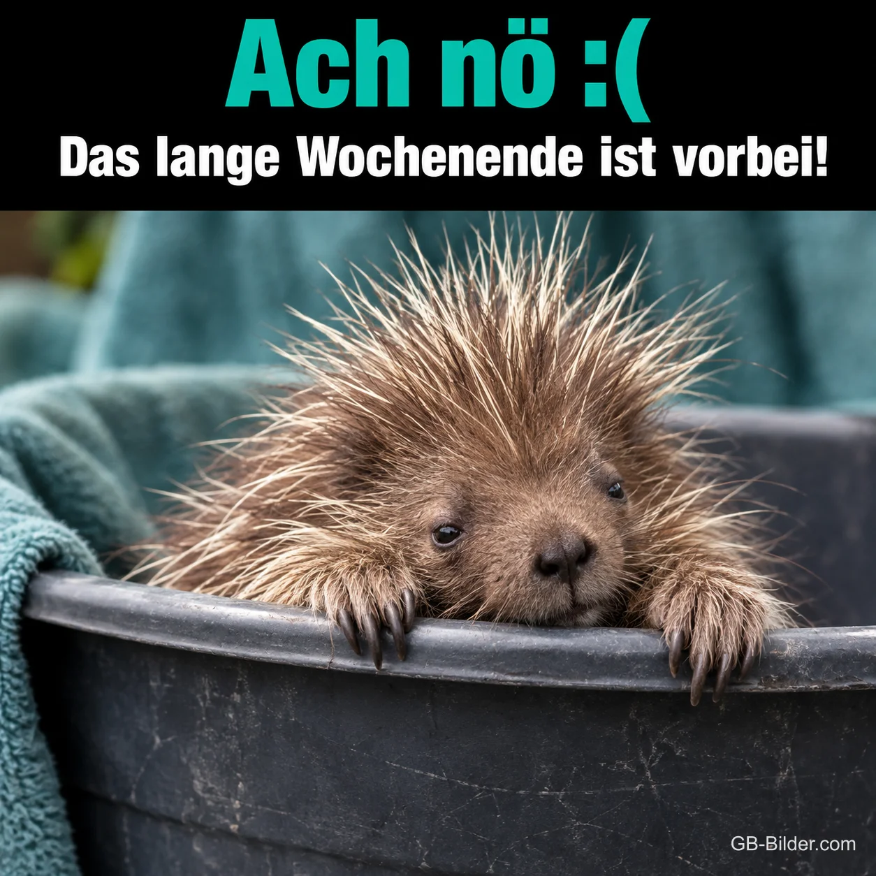 Junges Stachelschwein schaut traurig über den Rand eines Eimers, Text: Ach nö :( Das lange Wochenende ist vorbei!