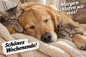 Golden Retriever schläft mit zwei Kätzchen auf einer Strickdecke, Text: Morgen schlafen wir aus! Schönes Wochenende!