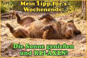 Wildschwein liegt entspannt auf dem Rücken im Sand, Text: Mein Tipp für’s Wochenende: Die Sonne genießen und RELAXEN!