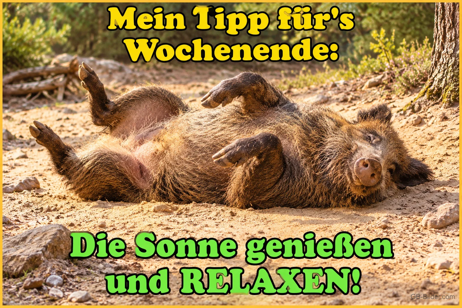 Wildschwein liegt entspannt auf dem Rücken im Sand, Text: Mein Tipp für’s Wochenende: Die Sonne genießen und RELAXEN!