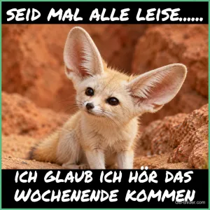 Fennek mit großen Ohren in der Wüste, Text: SEID MAL ALLE LEISE….. ICH GLAUB ICH HÖR DAS WOCHENENDE KOMMEN