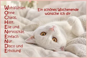 Weiße Katze liegt auf dem Rücken auf einer Decke, Text: Wohlfühlen Ohne Chaos, Hast, Eile und Nervosität. Einfach Nur Disco und Erholung. Ein schönes Wochenende wünsche ich dir.