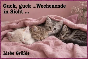 Vier Kätzchen schlafen unter einer rosa Decke, Text: Guck, guck …Wochenende in Sicht … Liebe Grüßle