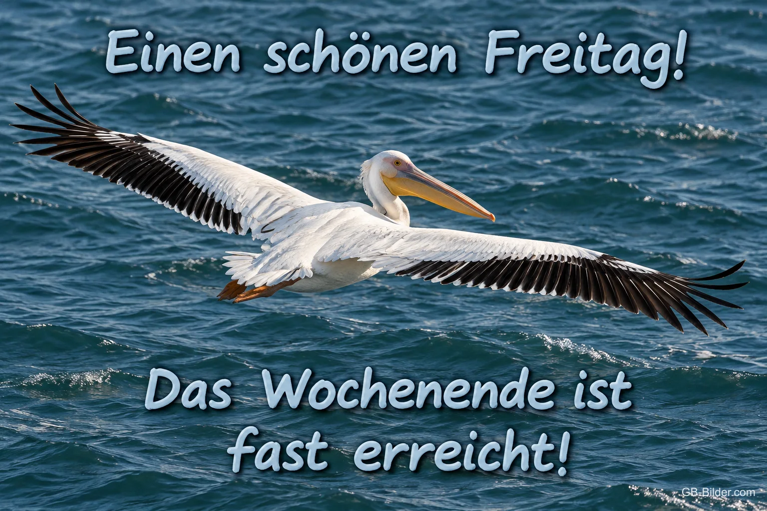 Pelikan fliegt über das blaue Meer, Text: Einen schönen Freitag! Das Wochenende ist fast erreicht!