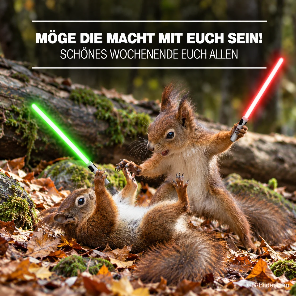 Zwei Eichhörnchen balgen sich mit grünem und rotem Leuchtschwert im Herbstlaub, Text: MÖGE DIE MACHT MIT EUCH SEIN! SCHÖNES WOCHENENDE EUCH ALLEN