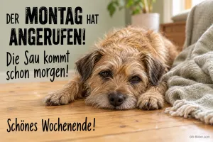 Struppiger Hund liegt traurig auf dem Holzboden, Text: DER MONTAG HAT ANGERUFEN! Die Sau kommt schon morgen! Schönes Wochenende!