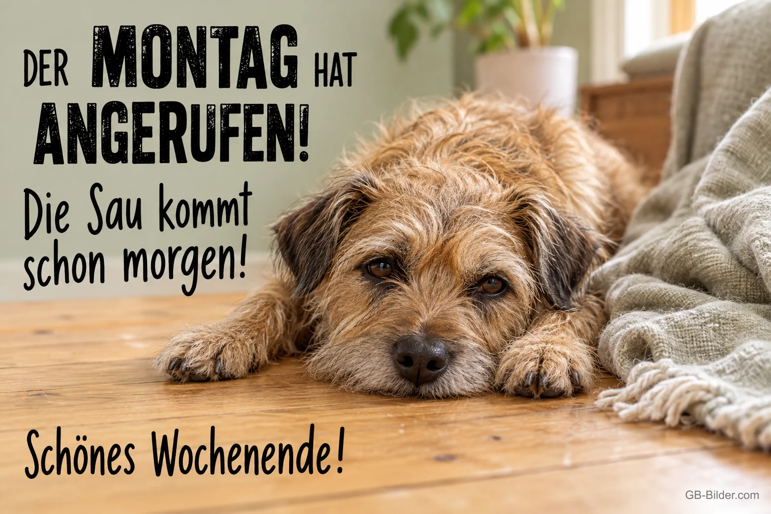 Struppiger Hund liegt traurig auf dem Holzboden, Text: DER MONTAG HAT ANGERUFEN! Die Sau kommt schon morgen! Schönes Wochenende!