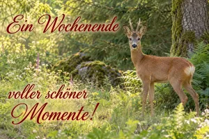 Rehbock im Wald, Text: Ein Wochenende voller schöner Momente