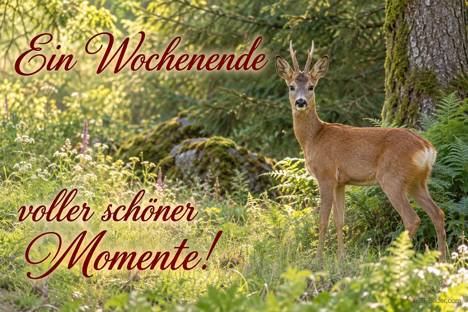 Rehbock im Wald, Text: Ein Wochenende voller schöner Momente